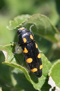 <i>Ptosima undecimmaculata</i>