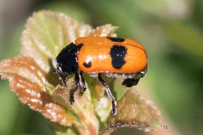 <i>Clytra laeviuscula</i>