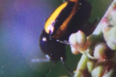 <i>Cryptocephalus vittatus</i>