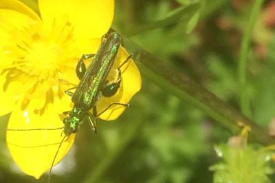<i>Oedemera nobilis</i>
