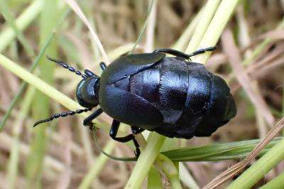 <i>Meloe violaceus</i>