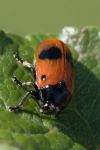 <i>Clytra laeviuscula</i>