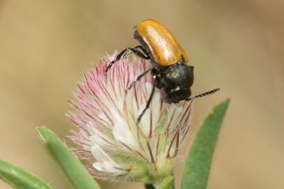 <i>Labidostomis longimana</i>