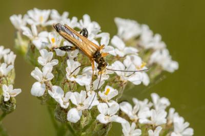 <i>Oedemera podagrariae</i>