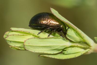 <i>Chrysolina hyperici</i>