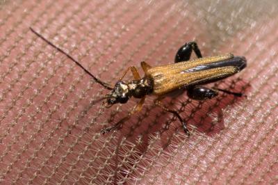 <i>Oedemera podagrariae</i>