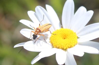 <i>Oedemera podagrariae</i>