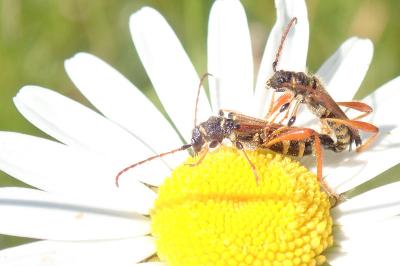 <i>Stenopterus rufus</i>