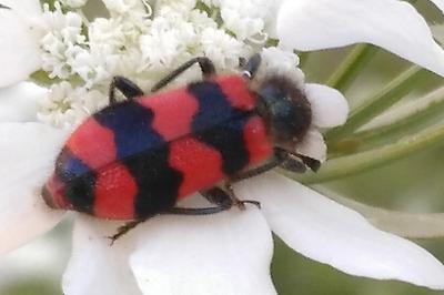 <i>Trichodes apiarius</i>