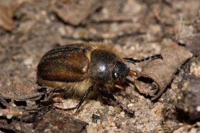 <i>Amphimallon ruficorne</i>