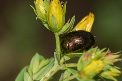 <i>Chrysolina hyperici</i>