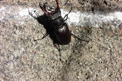 <i>Lucanus cervus</i>