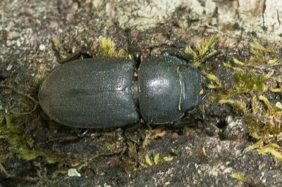 <i>Dorcus parallelipipedus</i>