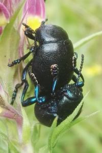 <i>Timarcha goettingensis</i>