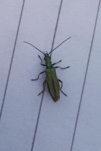 <i>Oedemera nobilis</i>