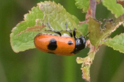 <i>Clytra laeviuscula</i>