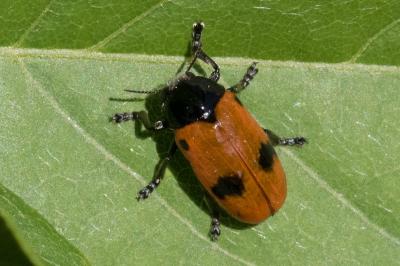 <i>Clytra laeviuscula</i>