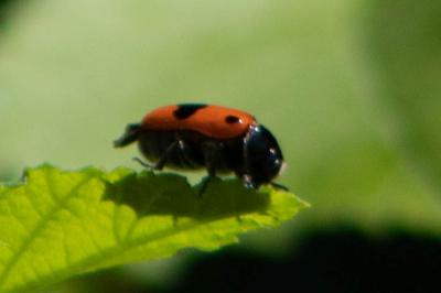 <i>Clytra laeviuscula</i>