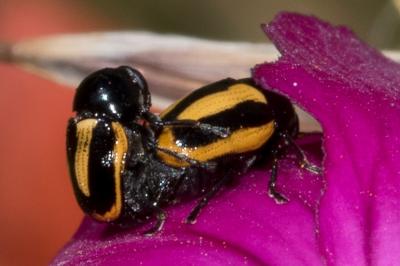 <i>Cryptocephalus vittatus</i>