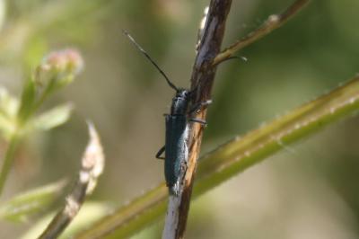 <i>Opsilia coerulescens</i>