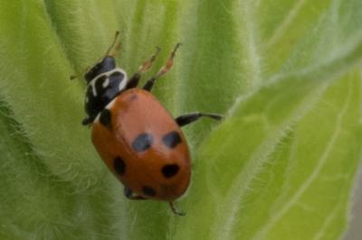 <i>Hippodamia variegata</i>