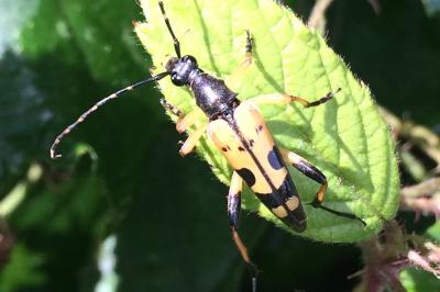 <i>Rutpela maculata</i>