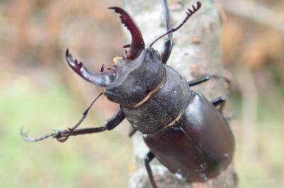 <i>Lucanus cervus</i>