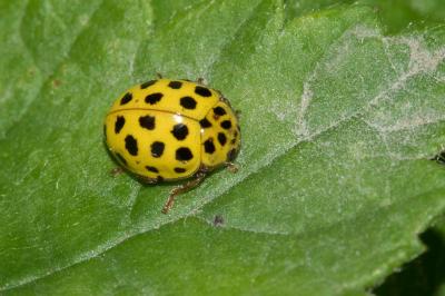 <i>Psyllobora vigintiduopunctata</i>