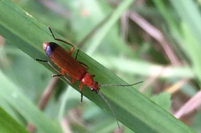 <i>Rhagonycha fulva</i>