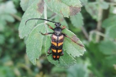 <i>Leptura aurulenta</i>