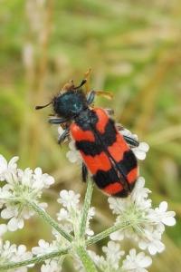 <i>Trichodes alvearius</i>