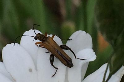 <i>Oedemera podagrariae</i>