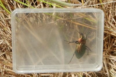 <i>Carabus cancellatus</i>