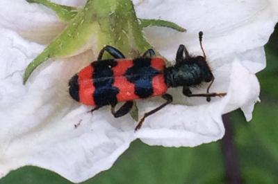 <i>Trichodes apiarius</i>