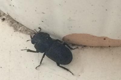 <i>Dorcus parallelipipedus</i>
