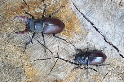 <i>Lucanus cervus</i>