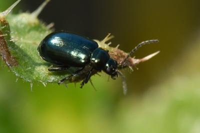 <i>Altica oleracea</i>