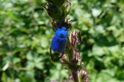 <i>Hoplia coerulea</i>