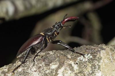 <i>Lucanus cervus</i>