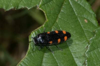 <i>Ptosima undecimmaculata</i>