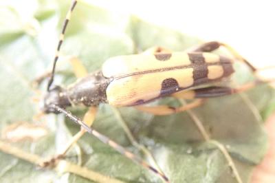 <i>Rutpela maculata</i>