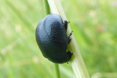 <i>Chrysolina fuliginosa</i>