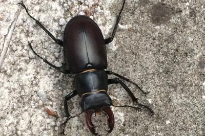<i>Lucanus cervus</i>