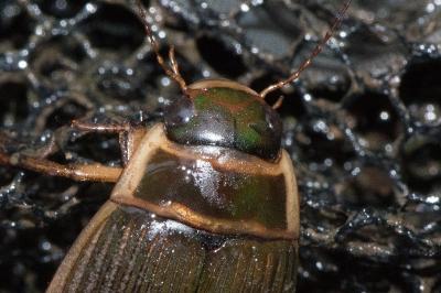 <i>Dytiscus marginalis</i>