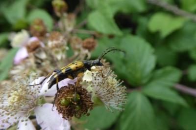 <i>Rutpela maculata</i>