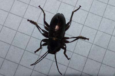 <i>Stenomax aeneus</i>
