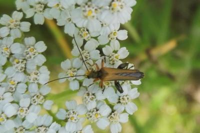 <i>Oedemera podagrariae</i>