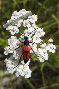 <i>Stictoleptura cordigera</i>