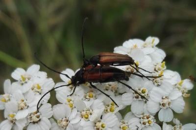 <i>Stenurella melanura</i>