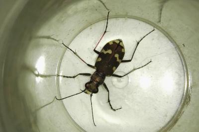 <i>Cicindela hybrida</i>
